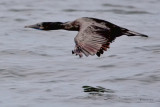 Brandts Cormorant