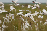 White Ibis, Great Egret
