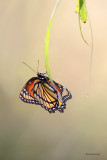 Viceroy Butterfly