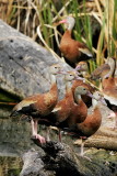 Black-bellied Whistling ducks