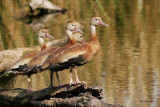 Black-bellied Whistling ducks