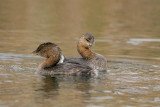 Pied-billed Grebe