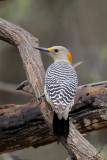 Golden-fronted Woodpecker