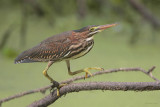 Green Heron