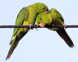 Green Parakeet