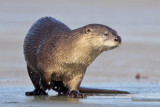 River Otter