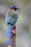 Blue-crowned Motmot