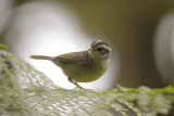 Three-striped Warbler