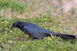 Great-tailed Grackle