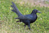 Great-tailed Grackle