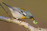 Northern Parula and Caterpillar