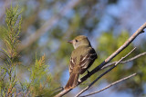 Great-crested Flycatcher