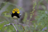 Black-throated Green Warbler