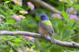 Painted Bunting