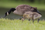 Canada Goose