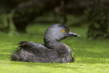 Least Grebe