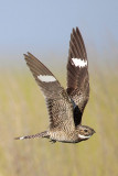 Common Nighthawk