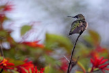 Ruby-throated Hummingbird