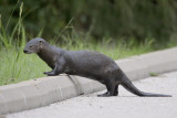 River Otter