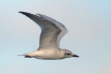 Gull-billed Tern