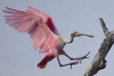 Roseate Spoonbill