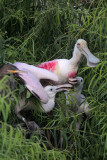 Roseate Spoonbills and Cormorant