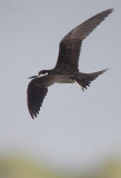 Sooty Tern