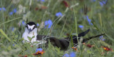 Sooty Tern in Field