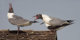 Laughing Gulls and Sooty Tern