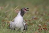 Laughing Gull