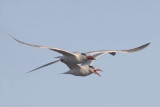 Royal Terns