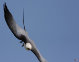 Swallow-tailed Kite Going after a Grasshopper