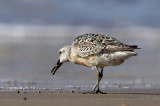 Red Knot Picking up Shell