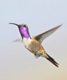 Hummingbirds, Swifts
