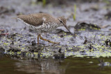 Spotted Sandpiper