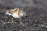 Least Sandpiper