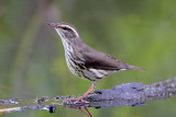 Northern Waterthrush