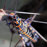 Rainbow Grasshopper