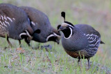 California Quail