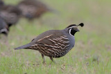 California Quail