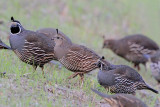 California Quail Family