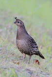 California Quail