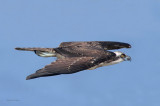 Osprey - Glide
