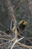 Yellow-faced Grassquit