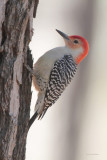 Red-bellied Woodpecker