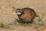 Northern Bobwhite