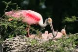 Roseate Spoonbill