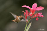 Rufous Hummingbird