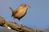 winter wren