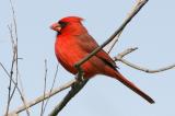 Northern Cardinal